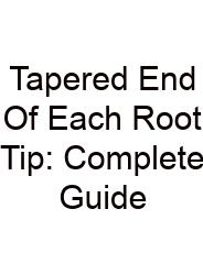 Tapered End Of Each Root Tip: Complete Guide