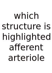 Which Structure Is Highlighted Afferent Arteriole